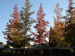 California managed to cobble together some fall colors outside of my apartment