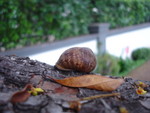 A rather like this shot of a snail that Mike and Tamsen found