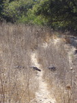 Wild turkeys #3