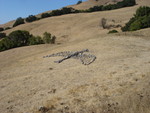 As seen from the trail: rock-art bird