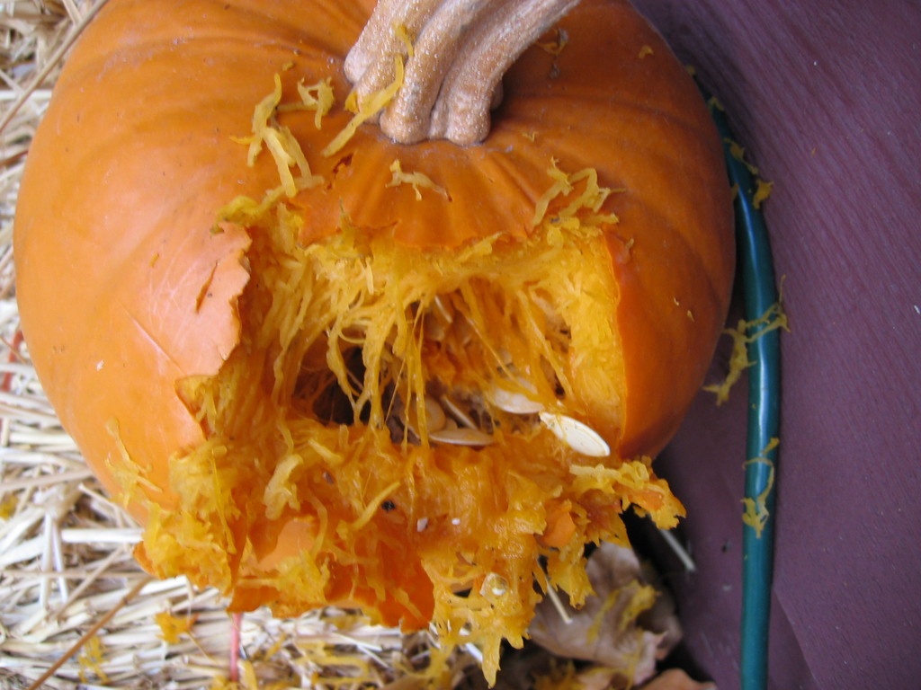 The squirrels penetrated our perimeter, and violated one of my mom's pumpkins.