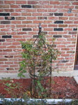 A new metal frame for the rose bush