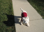 Scout, braving the frigid Thanksgiving temperatures in his sweater