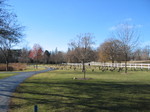 Seven Gables park, infested with geese