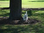 Scout returning from a squirrel chase