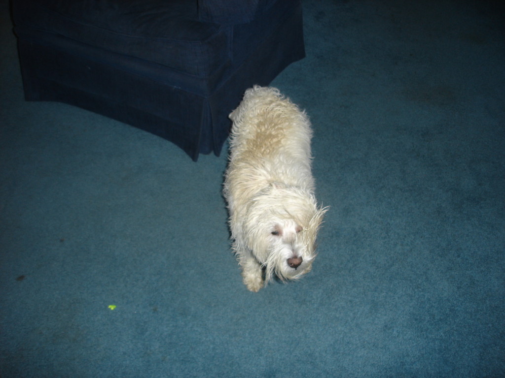 Scout shaking himself off, after a bath