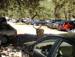 The deer are apparently feerless. Caught this one checking out my car at Curry Village.