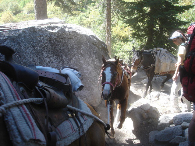 These particular horses were packing supplies out to a distant part of Kings Canyon.
