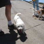 An 8-month-old Westie that we encountered (I believe that her name was Daisy).