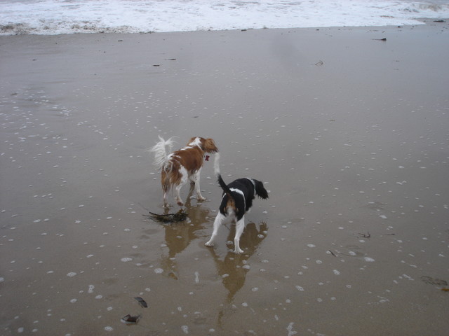 Kaylee accidentally got wet (she doesn't like the water), following Zoey around