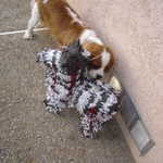 Zoey, attacking the pinata before it is even hung
