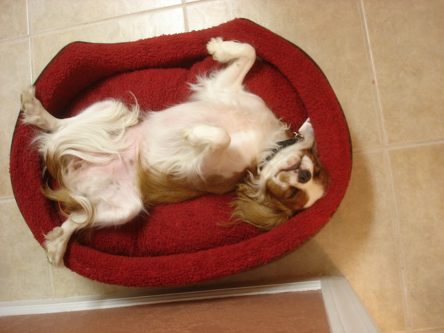 Zoey, totally sprawled out in her (and Kaylee's) bed