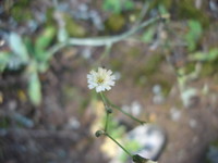 Highlight for album: Mt. Tamalpais Hike