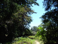 Highlight for album: Sanborn-Skyline County Park hike to Indian rock