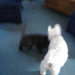 Scout and Aunt Joanne's new dog Maddie, making their re-acquaintance.