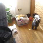 I like this one - Scout peeks from behind the chair while Maddie takes control of all of his toys.