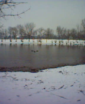 A view of the pond. Can you make out the tiny ducks?
