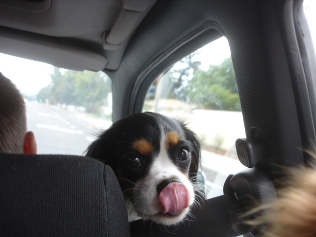 Kaylee, licking her nose.