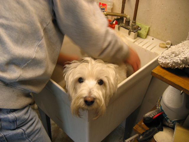 Scout in the tub